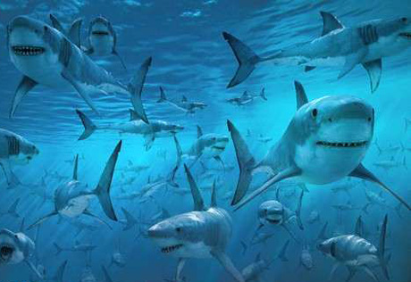 Египет мобилизовал все доступные средства для поиска акул-людоедов