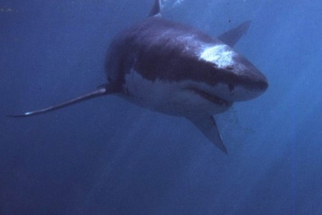 Ученые начали поиски акулы-людоеда в Приморье