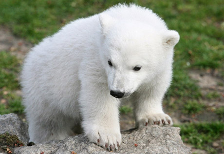 Белые медведи Аляски получают дополнительную защиту от США