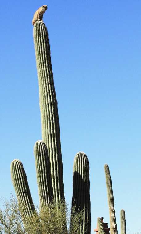 Рысь взобралась на гигантский кактус в пустыне Сонора в штате Аризона. Фото с сайта dailymail.co.uk