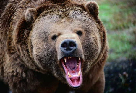 На Камчатке медведь напал на туристку