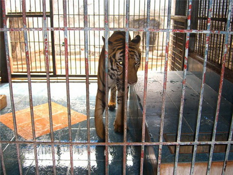 В Екатеринбургском дворе обнаружен тигр