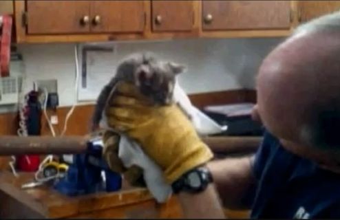 ВИДЕО: В США спасли застрявшего в трубе котенка