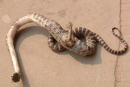 В Китае нашли змею с аномальной конечностью