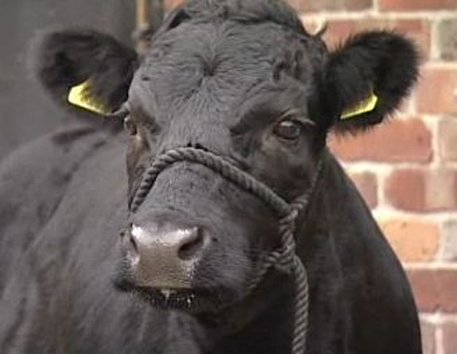 Самая маленькая в мире корова живет в Англии