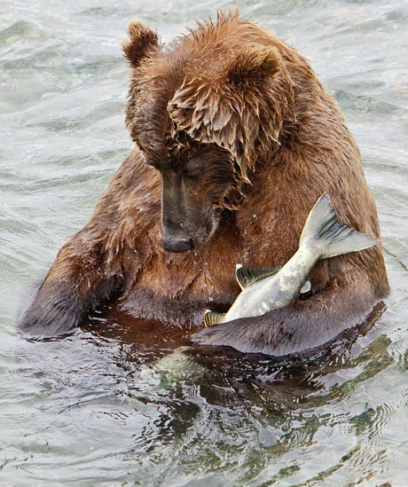 Фотография спящего с рыбой медведя покорила Интернет