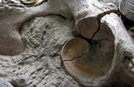 В Сербии нашли скелет мамонта возрастом миллион лет