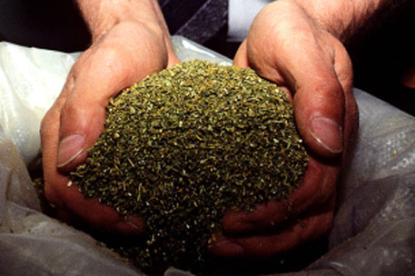 В Казахстане у гражданина Киргизии изъяли 200 килограммов марихуаны