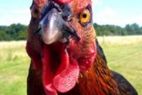 Китай отказался импортировать американскую курятину