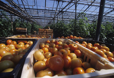 В Актобе сдан в эксплуатацию новый комплекс по выращиванию томатов