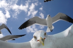 Любознательные чайки на острове Санибел, штат Флорида. (Photo and caption by Richard Rush)