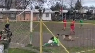 В любительском чемпионате в Чили гол забила собака