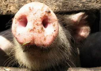 Впервые заражение свиным вирусом в Мексике зарегистрировали в феврале