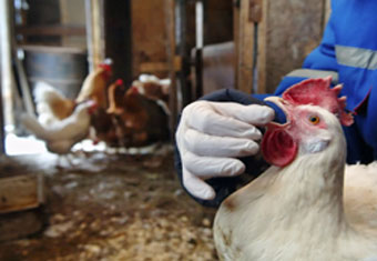 В Канаде зафиксирована вспышка "птичьего гриппа"