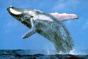 47 миллионов лет назад киты жили на суше