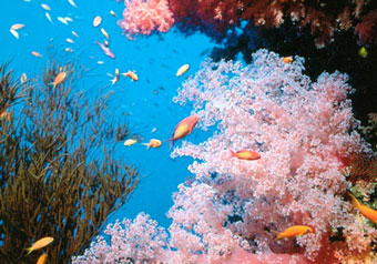 Кораллы меняют пол в зависимости от температуры  