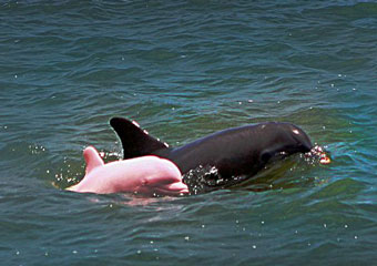 Розового дельфина обнаружили в озере штата Луизиана