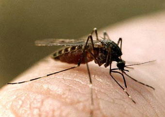 Американцы применят против комаров лазерное оружие