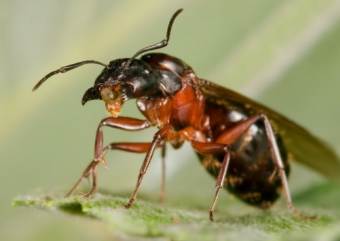 В Амазонии ученые обнаружили колонию муравьев-клонов