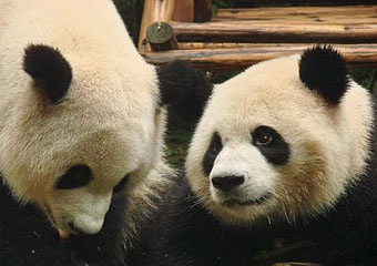 Китай построит центр разведения панд за 200 миллионов долларов