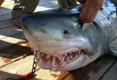 В Приморье выловили четырехметровую акулу