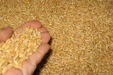 Правительство РФ обвинило спекулянтов в подорожании зерна