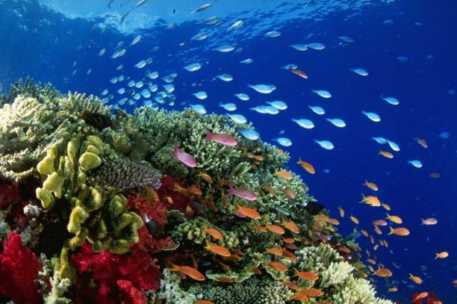 Морские кораллы исчезнут через сто лет
