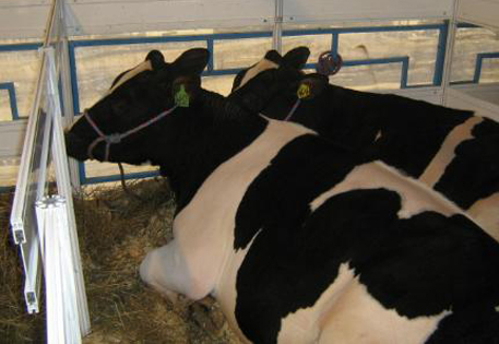 Казахстан получил первую партию морозоустойчивых коров из США