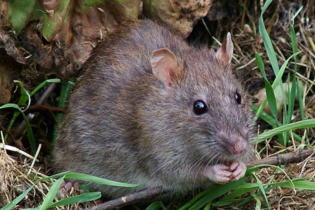 Археологи нашли на острове Тимор останки 6-килограммовых крыс
