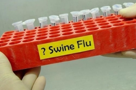 Свиной грипп впервые обнаружили у птиц