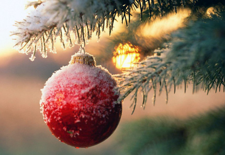 18-летняя жительница Омска украла новогоднюю елку
