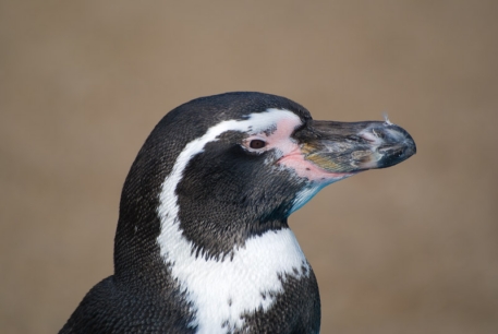 В Японии из зоопарка в сумке вынесли пингвина Гумбольдта