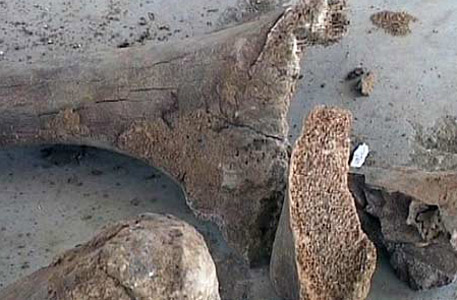 Жительница Уфы нашла на берегу реки кости мамонта