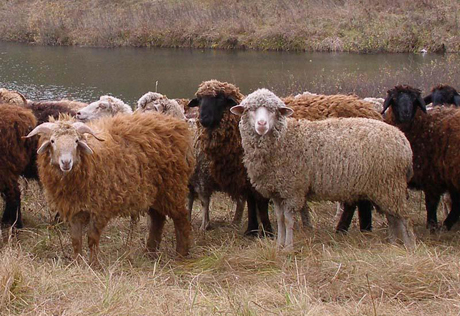 Во Франции появилась бригада овец-подрывников