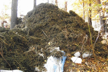 В Жамбылской области задержали наркоизготовителя с тонной конопли