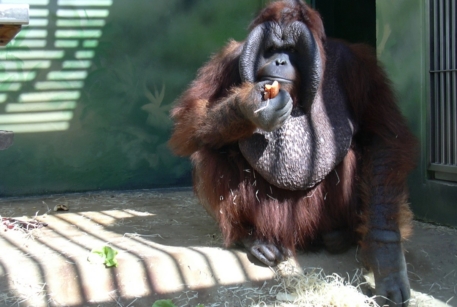 Ученые уличили обезьян в наблюдении за посетителями зоопарка