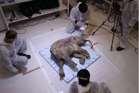 Выяснили причину смерти найденного в Якутии мамонта