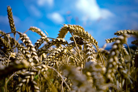 Казахстан увеличит площадь посева зерновых на 700 тысяч гектаров