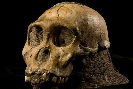 Исследователи изучили череп нового вида австралопитека