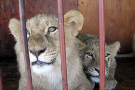 В шымкентском зоопарке львица съела своих детенышей