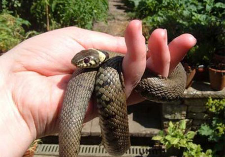 Американский школьник использовал змею как скакалку
