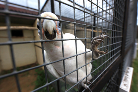 В Алтайский край не пропустили 2 тысячи попугаев из Казахстана