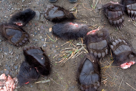 Двоих россиян арестовали в Китае за контрабанду медвежьих лап