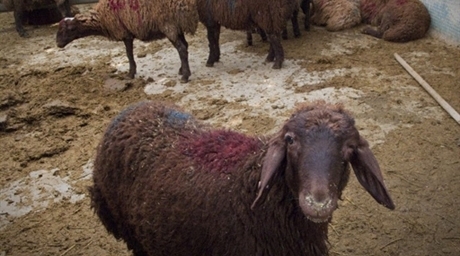 В Казахстане открыли штрафстоянку для коз и коров