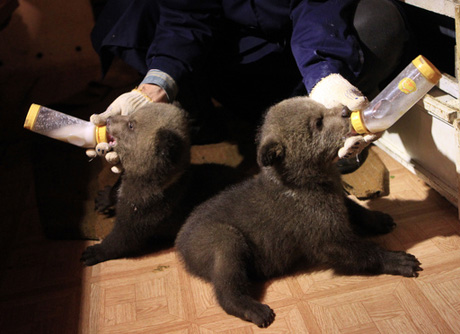В зоопарке Караганды показали двух новорожденных медвежат