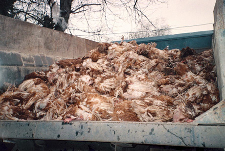 В Павлодаре обнаружили 800 мертвых кур