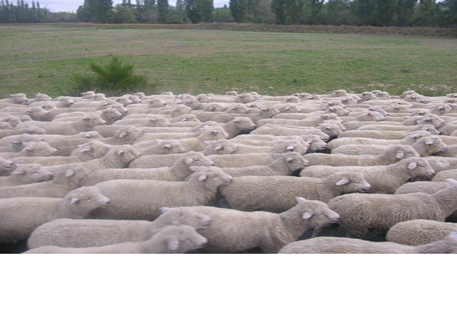 В Жезказгане при пожаре погибло стадо овец 