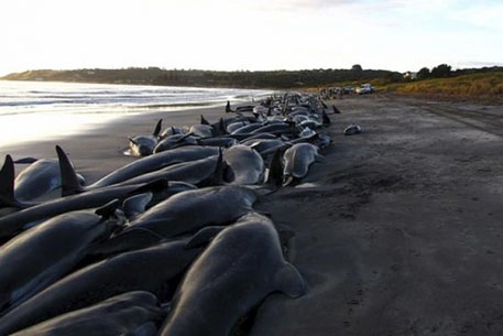 60 черных дельфинов выбросились на берег в Новой Зеландии