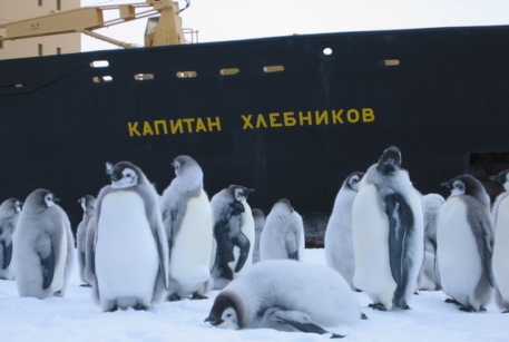 Российский ледокол освободился из ледового плена в Антарктиде