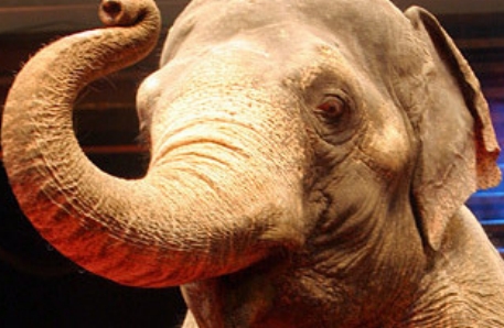 В Индии начались поиски слона-серийного убийцы